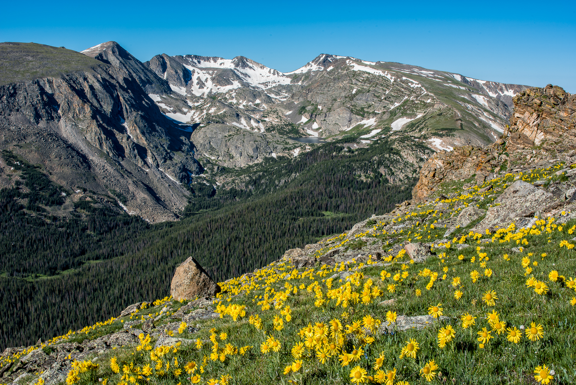 Trail Ridge Road Rock Cut Alpine Sunflower bloom